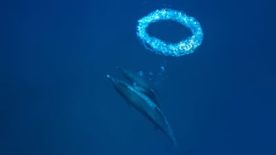 Bing wallpaper April 21, 2019. ｢バブルリングを吐くイルカ｣バハマ, バハマ・バンクス (© Hiroya Minakuchi/Minden Pictures)