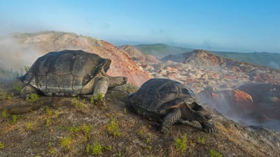 Bing wallpaper July 30, 2019. Giant tortoises on Alcedo Volcano in the Galápagos Islands (© Tui De Roy/Minden Pictures)