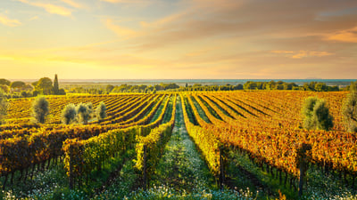 Bing wallpaper October 1, 2025. Bolgheri, frazione di Castagneto Carducci, Livorno, Maremma, Toscana (© ©StevanZZ/iStock)