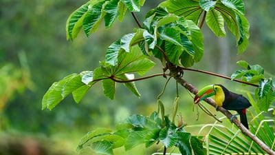 Bing wallpaper September 23, 2025. Tucano-de-peito-amarelo na Costa Rica (© Juan Carlos Vindas/Getty Images)