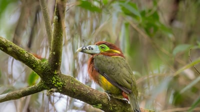 Bing wallpaper January 27, 2024. Spot-billed toucanet, Atlantic Forest, Brazil (© aaprophoto/Getty Images)