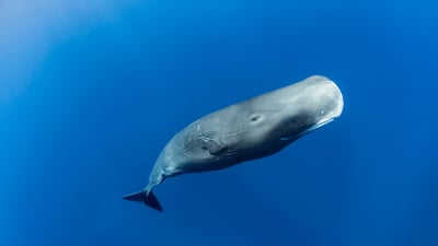 Bing wallpaper May 25, 2021. Sperm whale off the coast of Roseau, Dominica, in the Caribbean Sea (© Tony Wu/Minden Pictures)