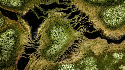 Bing wallpaper July 4, 2020. Boreal forest at Trans-Taiga Road region in Northern Quebec (© Posnov/Getty Images)