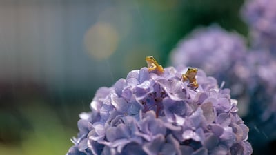 Bing wallpaper June 10, 2019. ｢アジサイとアマガエル｣滋賀県 (© Mitsuhiko Imamori/Minden)