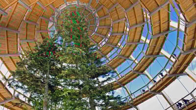 Bing wallpaper July 31, 2019. A treetop walkway in the Bavarian Forest National Park, Neuschönau, Germany (© imageBROKER/Alamy)