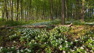 Bing wallpaper April 24, 2024. White trilliums blooming in Ontario, Canada (© Jun Zhang/Getty Images)