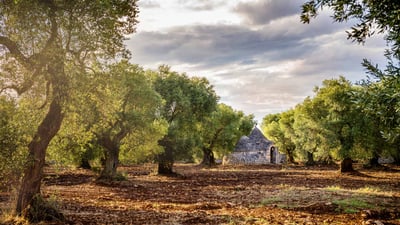 Bing wallpaper November 26, 2024. Olive grove, Valle d'Itria, Puglia, Italy (© Massimo Santi/Shutterstock)