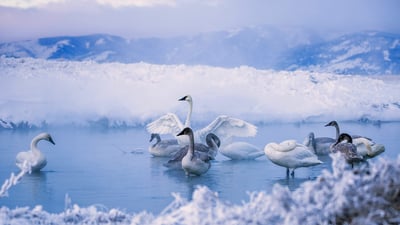 Bing wallpaper December 28, 2019. Trumpeter swans at Kelly Warm Springs, near Kelly, Wyoming (© DEEPOL by plainpicture)