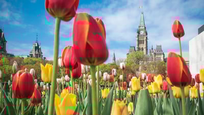 Bing wallpaper May 9, 2025. Canadian Tulip Festival in Ottawa (© Danielle Donders/Getty Images)