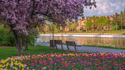 Bing wallpaper May 8, 2026. Tulips and cherry blossoms at the Rideau Canal, Ottawa, Ontario (© J Duquette/Getty Images)