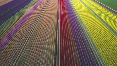Bing wallpaper May 25, 2020. Aerial view of tulip fields, Saxony-Anhalt, Germany (© Anke Scheibe/Westend61/offset by shutterstock)