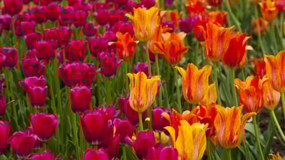 Bing wallpaper May 13, 2019. Ottawa Tulip Festival (© imageBROKER/Shutterstock)