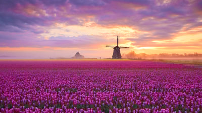 Bing wallpaper April 11, 2025. Tulip fields in Netherlands (© 1111IESPDJ/Getty Images)