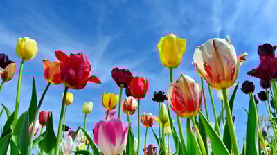 Bing wallpaper May 10, 2021. Tulip field in Miesbach, Bavaria, Germany (© Rüdiger Hess/geo-select FotoArt)