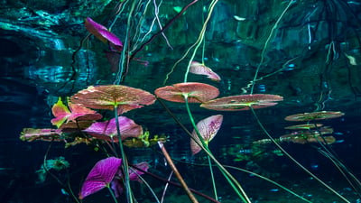 Bing wallpaper February 23, 2026. Des nénuphars au Gran Cenote, Tulum, Mexique (© Christian Vizl/Tandem Stills + Motion)