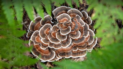 Bing wallpaper September 1, 2023. Turkey tail mushroom, Brevard, North Carolina (© Bill Gozansky/Alamy)