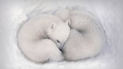 Bing wallpaper February 27, 2021. Twin polar bear cubs asleep in a snow den in Wapusk National Park, Manitoba, Canada (© AF archive/Alamy)