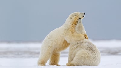 Bing wallpaper January 20, 2020. Polar bear cubs playing in Kaktovik, Alaska (© Martin Smart/Alamy)