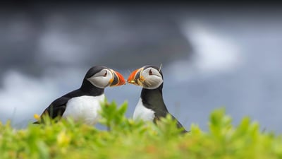 Bing wallpaper August 19, 2024. Two Atlantic puffins, Elliston, Newfoundland, Canada (© Daphne Roberts Photography/Getty Images)