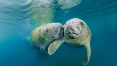 Bing wallpaper November 6, 2020. West Indian manatees in Three Sisters Springs, Crystal River National Wildlife Refuge, Florida (© Norbert Probst/Getty Images)