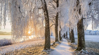 Bing wallpaper February 21, 2020. Avenue of Birch Trees near Uffing am Staffelsee, Bavaria, Germany (© Reinhard Schmid/eStock Photo)