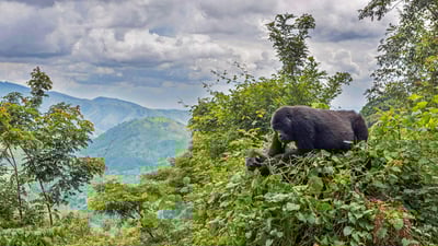 Bing wallpaper September 24, 2019. A mountain gorilla eating in a tree in the Bwindi Impenetrable National Park, Uganda (© Robert Haasmann/Minden Pictures)