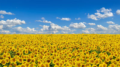 Bing wallpaper March 11, 2022. Field of sunflowers, Ukraine's national flower (© Oleksandrum/Shutterstock)