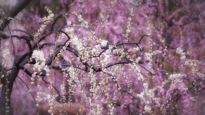 Bing wallpaper February 18, 2024. 乱れて咲くしだれ梅の花, 京都府 京都市 (© EvergreenPlanet/Getty Images)