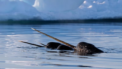 Bing wallpaper April 9, 2020. A pod of narwhals near Baffin Island, Nunavut, Canada (© Eric Baccega/Minden Pictures)