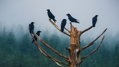 Bing wallpaper October 29, 2021. Ravens in Juneau, Alaska (© Brian Browitt Photo/Adobe Stock)