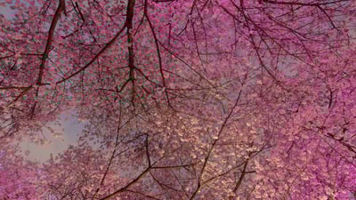 Bing wallpaper April 6, 2020. Cherry Blossom trees in Vancouver (© Bun Lee/Getty Images)