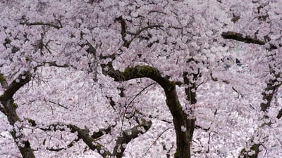 Bing wallpaper April 2, 2022. Cherry blossom trees in Vancouver (© KarenMassier/Getty Images)