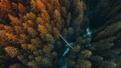 Bing wallpaper September 16, 2019. Aerial view of trees growing in a forest, Vancouver (© Michael Wu/EyeEm/Getty Images)