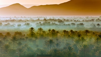 Bing wallpaper June 4, 2019. Date palm groves near Zagora, Morocco (© Frans Lemmens/Getty Images)