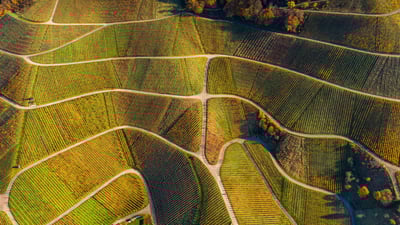Bing wallpaper November 11, 2024. Aerial view of vineyards, Varnhalt, Black Forest, Germany (© Sabine Gerold/Amazing Aerial Agency)