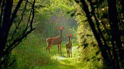 Bing wallpaper August 4, 2020. White-tailed doe and fawn in Wisconsin (© Karel Bock/Shutterstock)