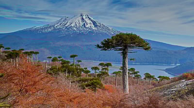 Bing wallpaper March 2, 2021. Volcano Llaima with Araucaria trees in the foreground, Conguillío National Park, Chile (© Fotografías Jorge León Cabello/Getty Images)