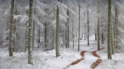 Bing wallpaper February 4, 2021. Northern Vosges Regional Nature Park, France (© Michel Rauch/Minden Pictures)