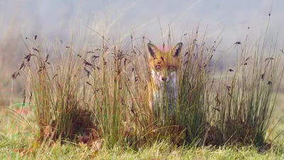 Bing wallpaper July 16, 2019. A red fox in the grass (© Frederic Desmette/Minden Pictures)