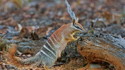 Bing wallpaper November 6, 2021. Female numbat in Brookton, Western Australia (© Martin Willis/Minden Pictures)