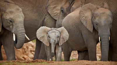Bing wallpaper December 4, 2020. African savanna elephants in Addo Elephant National Park, South Africa (© Robert Harding/Alamy)