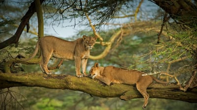 Bing wallpaper March 3, 2021. Female lions in the forest surrounding Lake Nakuru, Kenya (© Scott Davis/Tandem Stills + Motion)