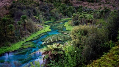 Bing wallpaper March 22, 2024. Blue Spring, Te Waihou Walkway, New Zealand (© Ian Beattie/Alamy)