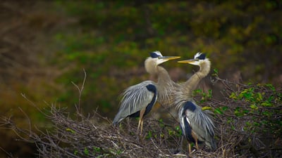 Bing wallpaper March 7, 2021. Great blue herons in the Wakodahatchee Wetlands, Delray Beach, Florida (© Marie Hickman/Getty Images)