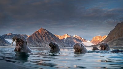 Bing wallpaper September 30, 2024. Herd of walruses in northern Spitsbergen, Svalbard archipelago, Norway (© AWL Images/Danita Delimont)