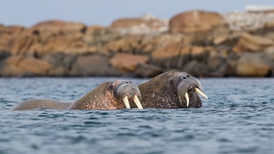 Bing wallpaper September 10, 2023. Walrus pair at sea in Svalbard, Norway (© Mark Smith/Getty Images)