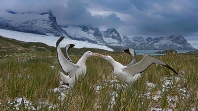 Bing wallpaper February 19, 2020. Wandering albatross pair, South Georgia island (© David Tipling Photo Library/Alamy)