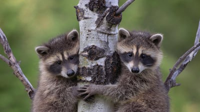 Bing wallpaper January 20, 2023. Waschbär (Procyon Lotor) zwei Babys klettern auf den Baum (© Tim Fitzharris/Minden)