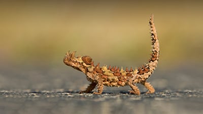 Bing wallpaper August 14, 2024. Thorny devil, Watarrka National Park, Australia (© Yva Momatiuk and John Eastcott/Minden Pictures)