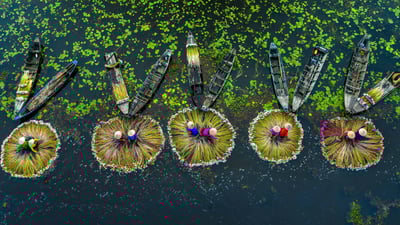 Bing wallpaper October 19, 2023. Water lily harvest, Mekong River Delta, Long An, Vietnam (© Khanh Phan/Solent News/Shutterstock)